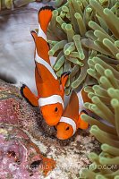 Anemonefish Tend Eggs. Philippines