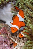 Anemonefish Tend Eggs. Philippines