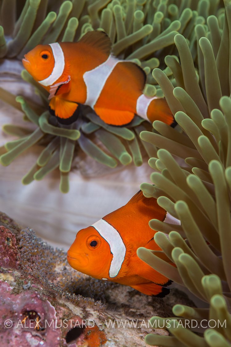 Anemonefish Guard Eggs. Philippines