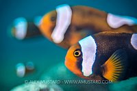 Anemonefish Bokeh. Philippines