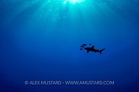 Whitetip Silhouette. Egypt