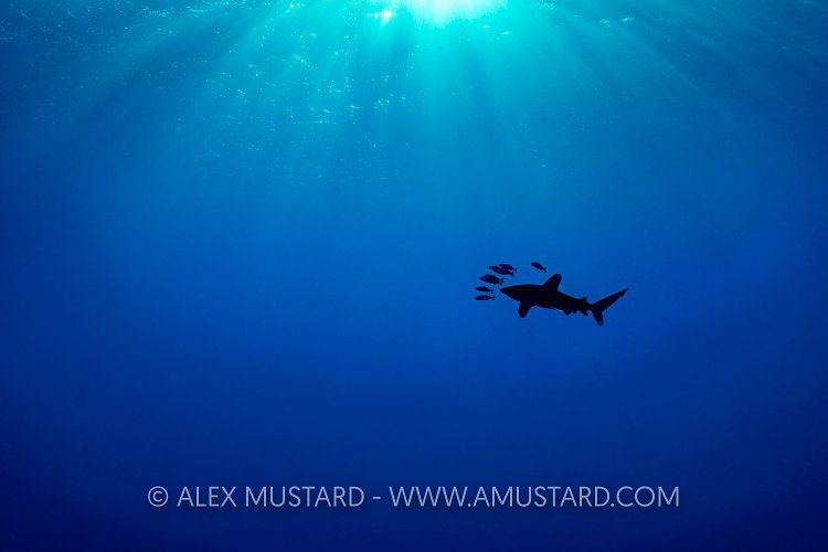 Whitetip Silhouette. Egypt