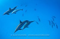 Spinner Dolphins. Egypt