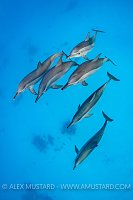 Spinner Dolphin Group. Egypt