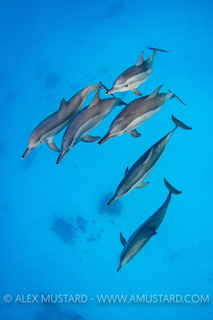 Spinner Dolphin Group. Egypt
