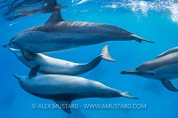 Dolphin Heat Run! Egypt