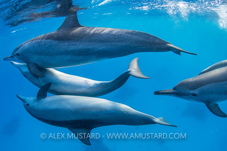 Dolphin Heat Run! Egypt