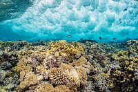 Coral Reef Beneath Surf. Egypt