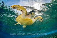 Hwksbill Turtle. Egypt