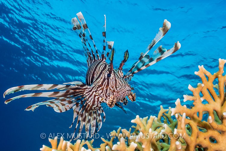 Lionfish Over Coral. Egypt