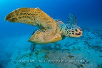 Green Turtle Lift Off. Egypt