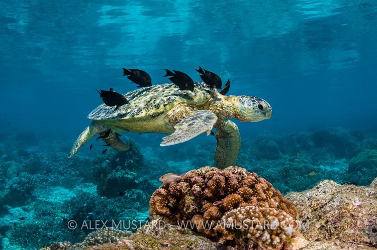 Turtle Cleaning Station. Malaysia