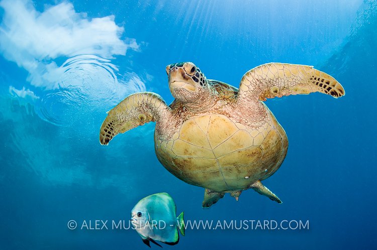 Turtle Portrait. Malaysia