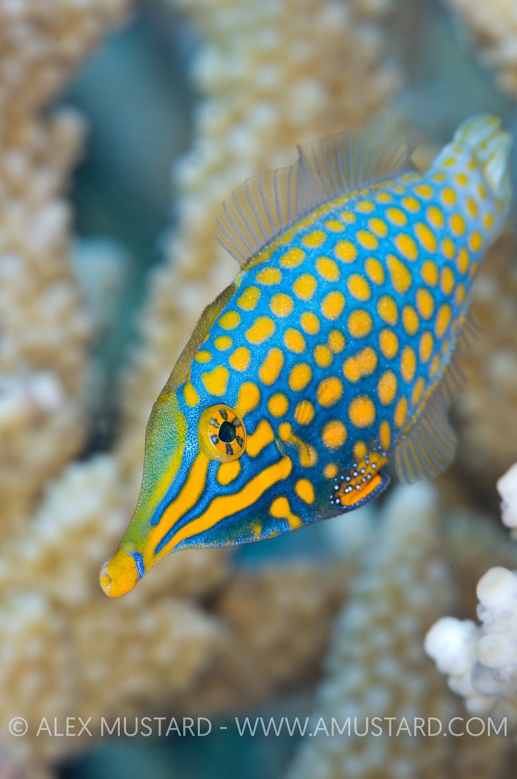 Leatherjacket In Coral. Thailand