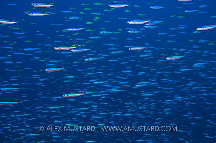 Teeming Fusiliers. Thailand