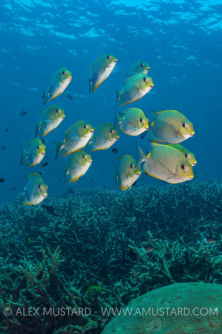 Rabbitfish School. Thailand