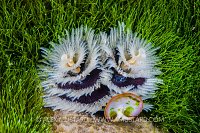 Christmas Tree Worm. Thailand