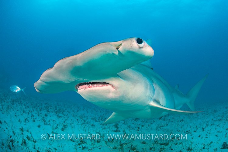 Hammerhead Pass. Bahamas