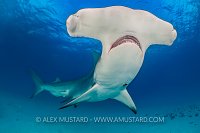 Hammerhead Soars. Bahamas