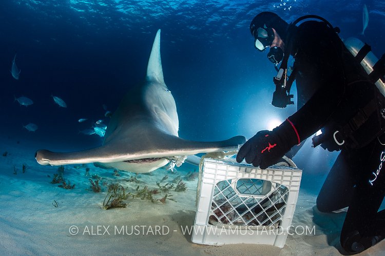Feeding Hammerhead. Bahamas
