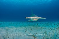 Hammerhead Over Seabed. Bahamas