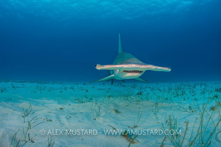 Hammerhead Over Seabed. Bahamas