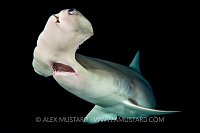 Hammerhead At Night. Bahamas