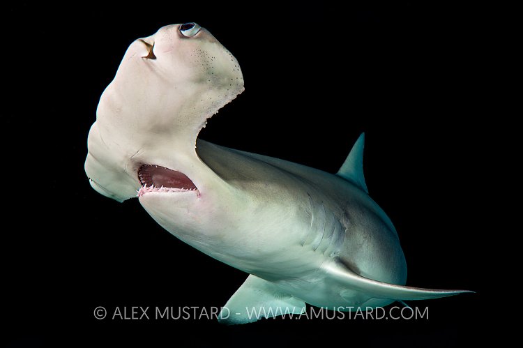 Hammerhead At Night. Bahamas