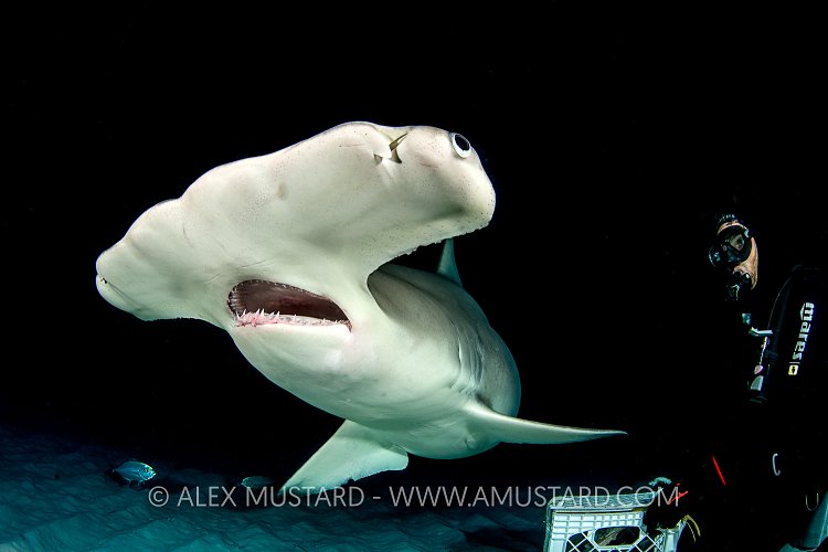 Hammerhead At Night. Bahamas
