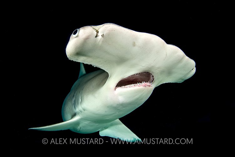 Hammerhead At Night. Bahamas