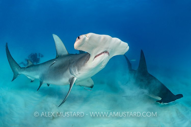 Hammerhead Pair. Bahamas
