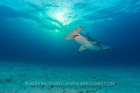 Hammerhead Over Seabed. Bahamas