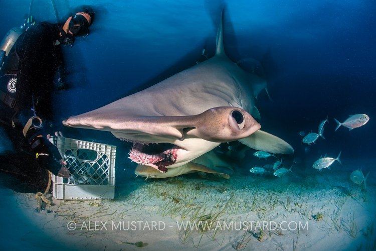 Hammerhead Feeding. Bahamas