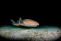 Nurse Shark Cruises. Bahamas