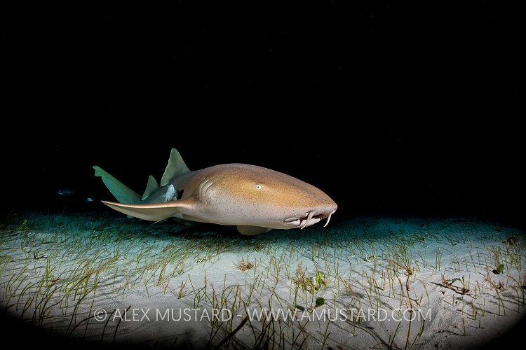 Nurse Shark Cruises. Bahamas