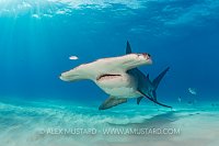 Hammerhead Over Seabed. Bahamas