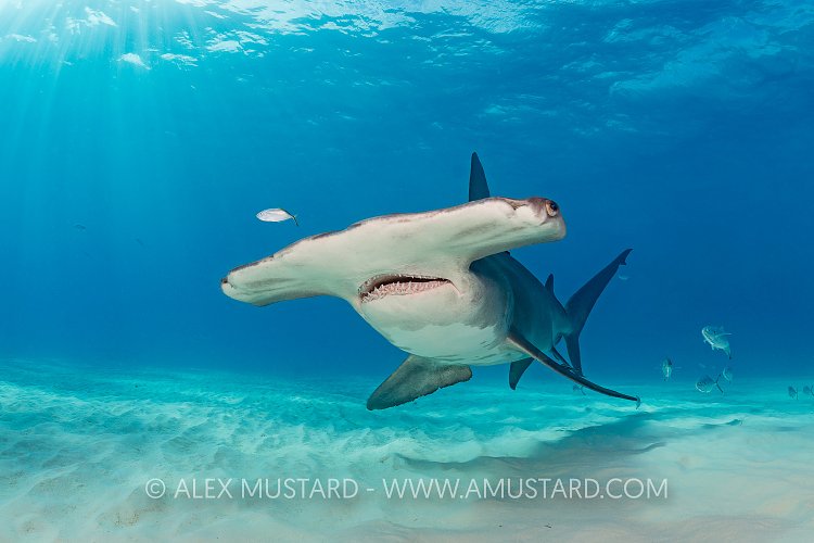 Hammerhead Over Seabed. Bahamas