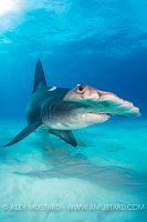 Hammerhead Over Seabed. Bahamas