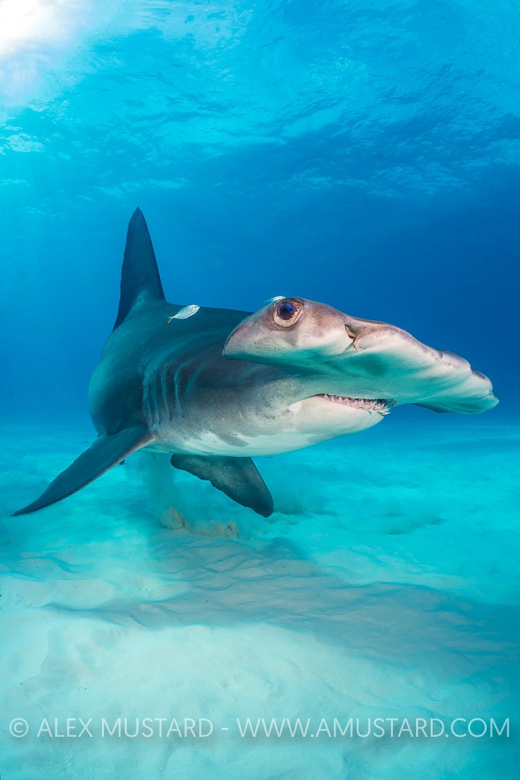 Hammerhead Over Seabed. Bahamas