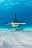 Hammerhead Over Seabed. Bahamas