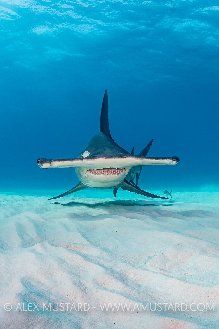 Hammerhead Over Seabed. Bahamas