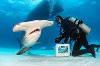 Hammerhead Feeding. Bahamas