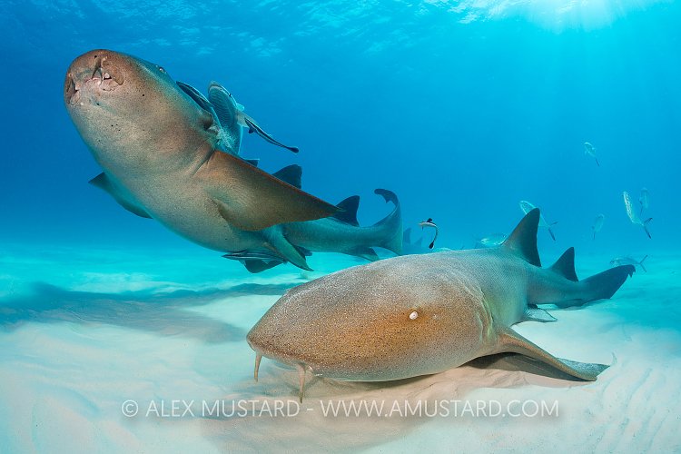 Pair Of Nurses. Bahamas
