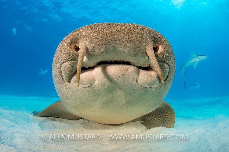 Nurse Shark Moustache. Bahamas