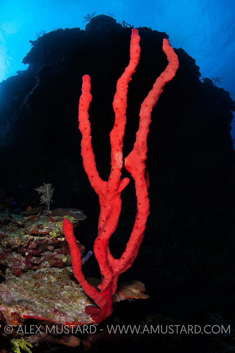 Red Rope Sponges. Cayman Islands
