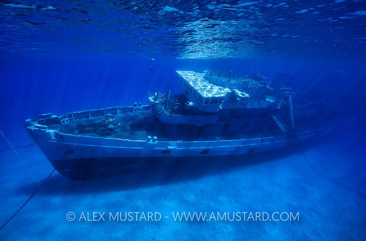Complete Kittiwake. Cayman Islands