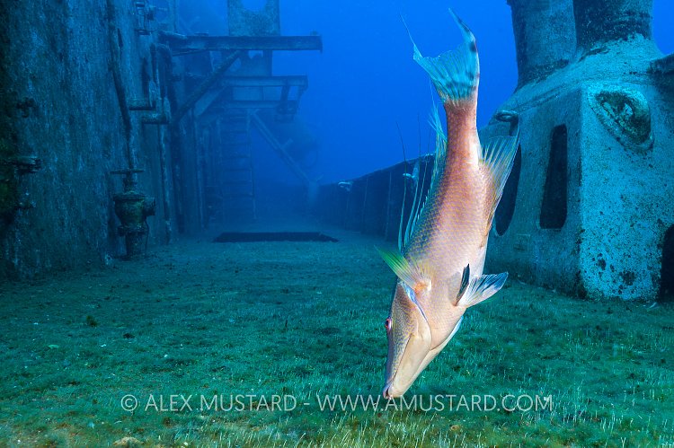Hogfish Feeding On Kittiwake. Cayman Islands