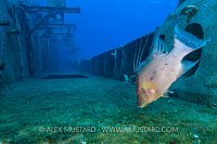 Hogfish On Wreck. Cayman Islands