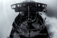 Kittiwake Monochrome. Cayman Islands