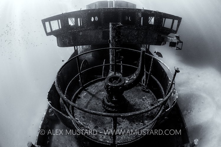 Kittiwake Monochrome. Cayman Islands